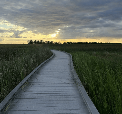 A winding wooden boardwalk through tall grass, leading towards a sunset over a serene landscape.