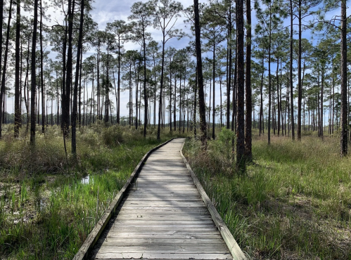 A wooden boardwalk leads through a lush, green landscape of tall trees and grass under a clear blue sky.