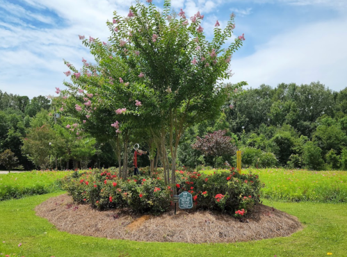 A landscaped garden with flowering trees and colorful roses, set against a blue sky and green trees in the background.