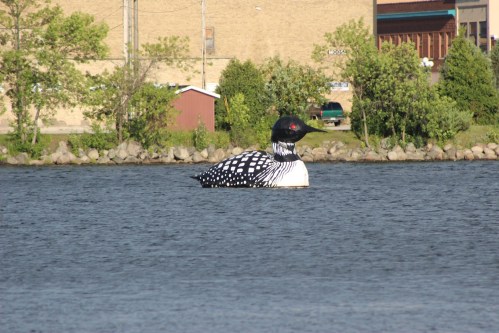 A large, whimsical loon sculpture floats on a lake, surrounded by trees and buildings in the background.