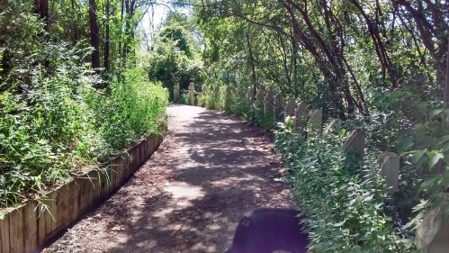 A serene, tree-lined path surrounded by lush greenery and wooden fencing on either side.