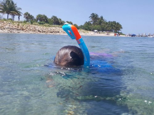 A child with a snorkel swims in clear water near a sandy beach and palm trees under a bright blue sky.