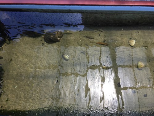 Clear water with pebbles and shells on the bottom, reflecting light and shadows from above.