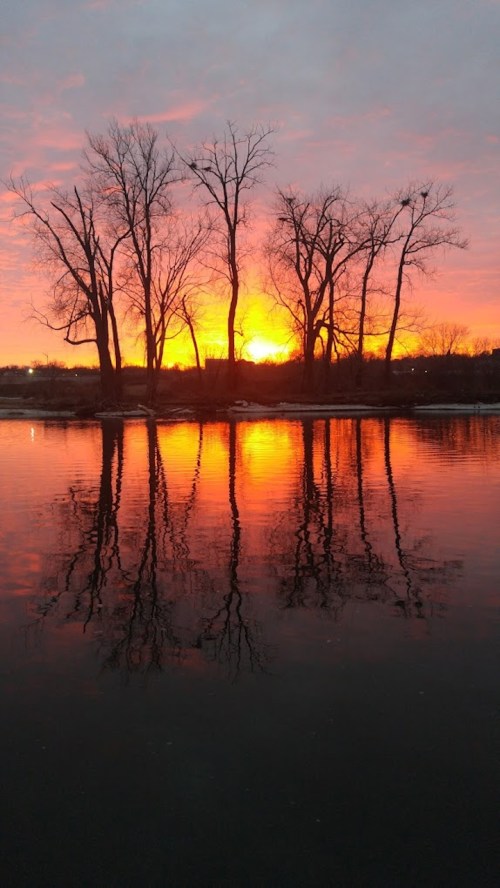 Silhouetted trees against a vibrant sunset, reflecting on calm water.