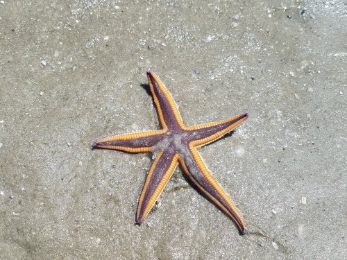 A vibrant starfish with orange and purple hues resting on a sandy beach.