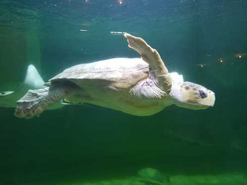 A turtle swimming gracefully underwater, with its flippers extended and a serene expression.