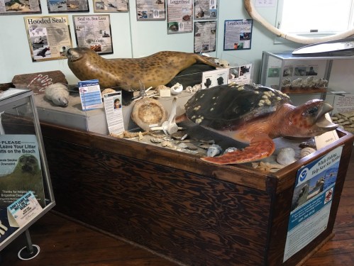 Display featuring a seal and a turtle model, surrounded by shells and informational posters in a marine exhibit.