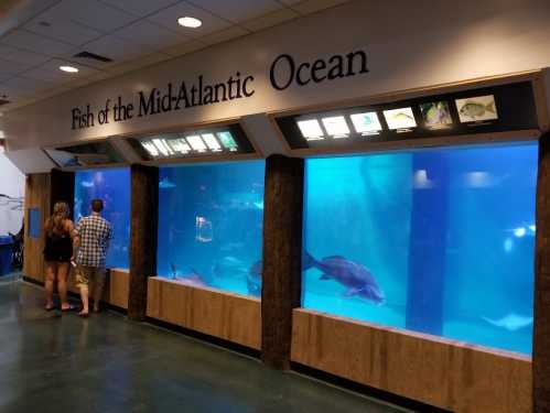 Two visitors observe fish in an aquarium labeled "Fish of the Mid-Atlantic Ocean." Bright blue water and various fish are visible.