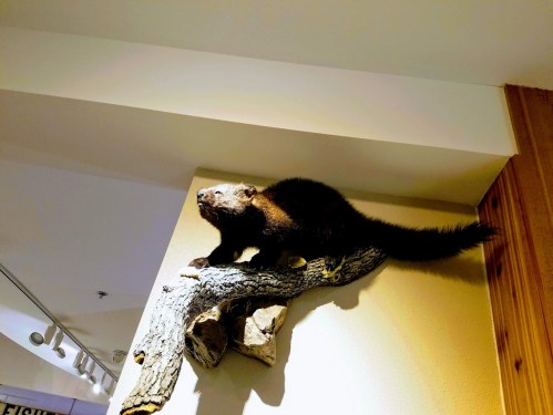 A mounted wolverine perched on a branch against a wall, showcasing its fur and distinctive features.