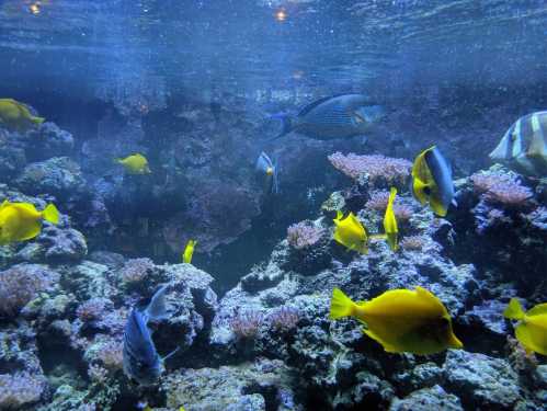 A vibrant underwater scene featuring colorful fish swimming among coral reefs.