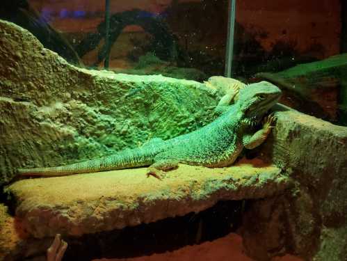 A lizard resting on a rock in a terrarium, illuminated with green lighting.