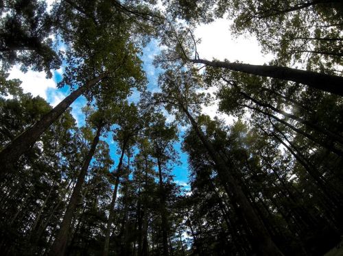 Looking up at tall trees against a blue sky with scattered clouds in a lush forest.