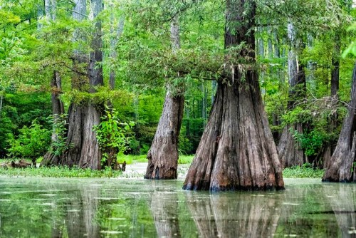Cypress trees rise from a serene, green swamp, reflecting in the calm water below. Lush foliage surrounds the scene.