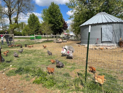 A farm scene with various chickens and a turkey roaming near a fenced area and a round barn under a blue sky.