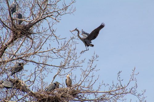 A heron landing on a tree with several other birds perched and nesting among bare branches against a blue sky.