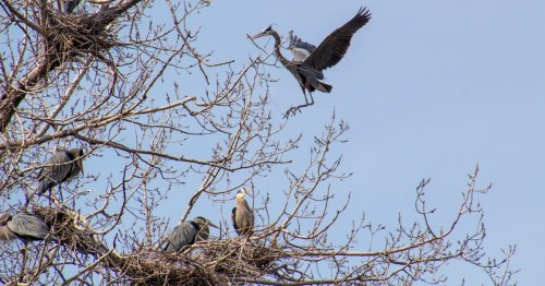 A heron flies above a tree with several birds perched on branches and a nest.