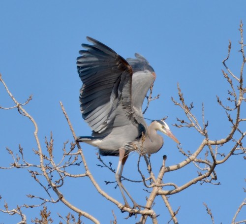 A heron with outstretched wings perched on a bare tree branch against a clear blue sky.