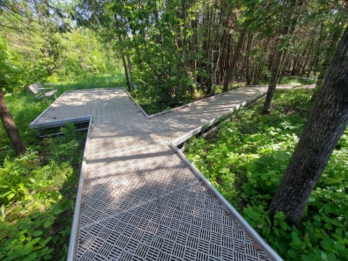 A wooden boardwalk intersects in a lush green forest, surrounded by trees and foliage. A bench is visible in the background.