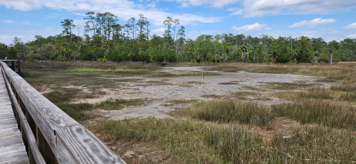 A wooden boardwalk leads to a grassy marshland with sparse water and trees under a blue sky with clouds.