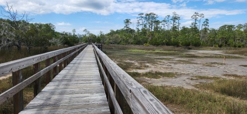 A wooden boardwalk leads through a marshy area with green trees and a blue sky in the background.