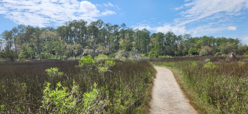 A winding dirt path through a lush green marsh, surrounded by trees and blue skies with scattered clouds.