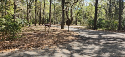 A wooded area with a sign for a campsite and a fork in the road, surrounded by trees and fallen leaves.