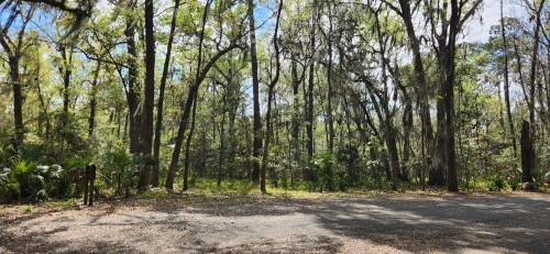 A serene forest scene with tall trees, lush greenery, and dappled sunlight filtering through the leaves.