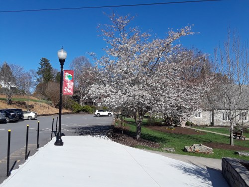 A sunny day with a flowering tree and a clear blue sky, alongside a parking area and a decorative banner.