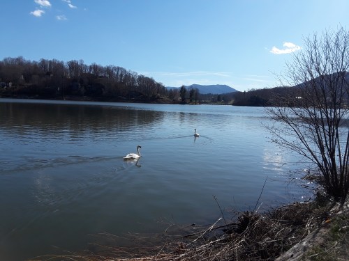 Two swans glide across a calm lake, surrounded by trees and mountains under a clear blue sky.