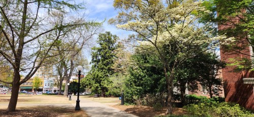 A tree-lined path in a park with blooming trees, green foliage, and a clear blue sky in the background.