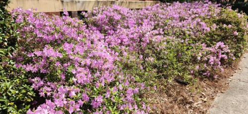 A vibrant display of pink azalea flowers blooming in a garden, surrounded by green foliage.