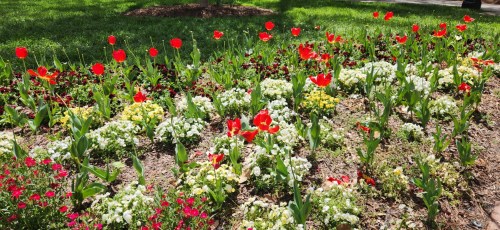 A vibrant flower bed featuring red tulips and various colorful blooms in a sunny green park setting.