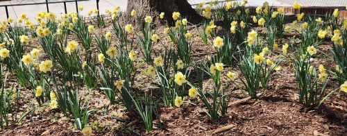 A vibrant patch of yellow daffodils blooming around a tree, surrounded by green leaves and mulch.
