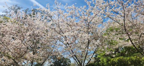 Blossoming cherry trees with pink flowers against a bright blue sky and green foliage.