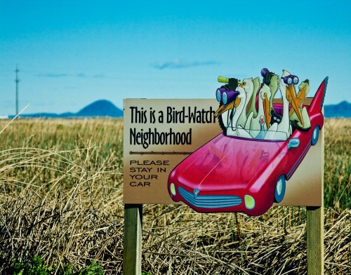 A colorful sign featuring cartoon birds in a car, warning to stay in your vehicle in a bird-watching neighborhood.