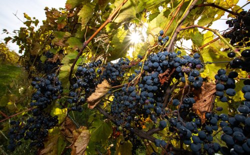 Clusters of ripe blue grapes hang from vines, illuminated by sunlight filtering through green leaves.