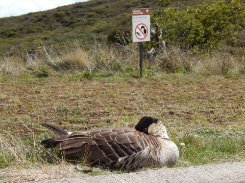 A bird resting on the ground near a sign indicating no entry, surrounded by grass and shrubs.