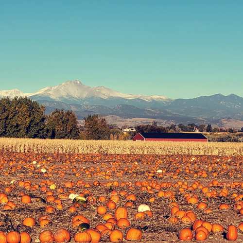 A pumpkin field with a red barn and snow-capped mountains in the background under a clear blue sky.