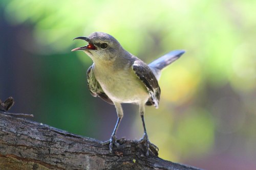 A small bird perched on a branch, singing with its beak open against a blurred green background.