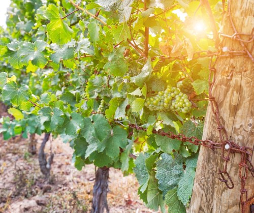 Sunlight filters through grapevines, highlighting clusters of green grapes on a vine near a wooden post.