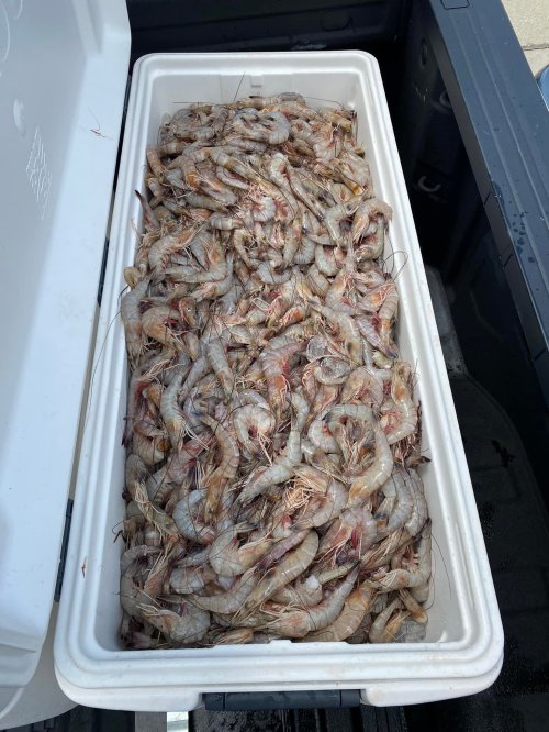 A cooler filled with a large quantity of raw shrimp, piled high and ready for processing or cooking.