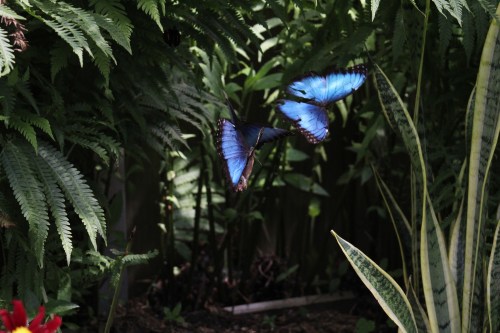 Two vibrant blue butterflies flutter among lush green foliage in a garden setting.