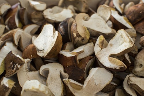 A close-up of various dried mushrooms, showcasing their unique shapes and earthy colors.