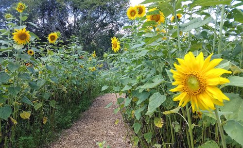 A pathway through a field of tall sunflowers, with bright yellow blooms on either side under a clear sky.