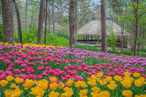 A vibrant garden with pink and yellow tulips in bloom, set against a backdrop of trees and a gazebo.