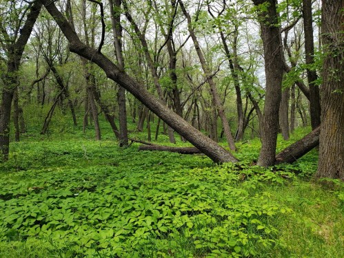 A lush green forest with fallen trees and dense undergrowth, showcasing vibrant foliage and a serene atmosphere.