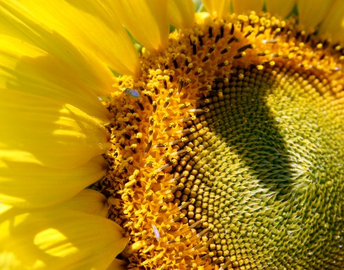 Close-up of a sunflower, showcasing vibrant yellow petals and intricate seed patterns in the center.