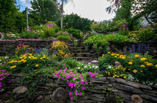A vibrant garden with colorful flowers and stone steps, surrounded by lush greenery and trees.