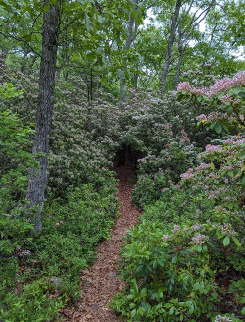 A narrow path winding through lush greenery and flowering bushes in a serene forest setting.