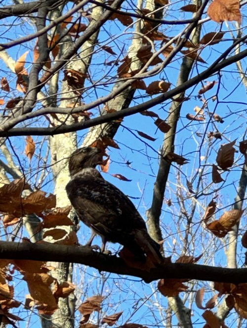 A hawk perched on a branch among bare trees and fallen leaves against a clear blue sky.